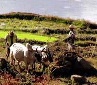 agriculture, Madagascar 