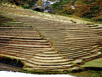 terraced land, Madagascar 