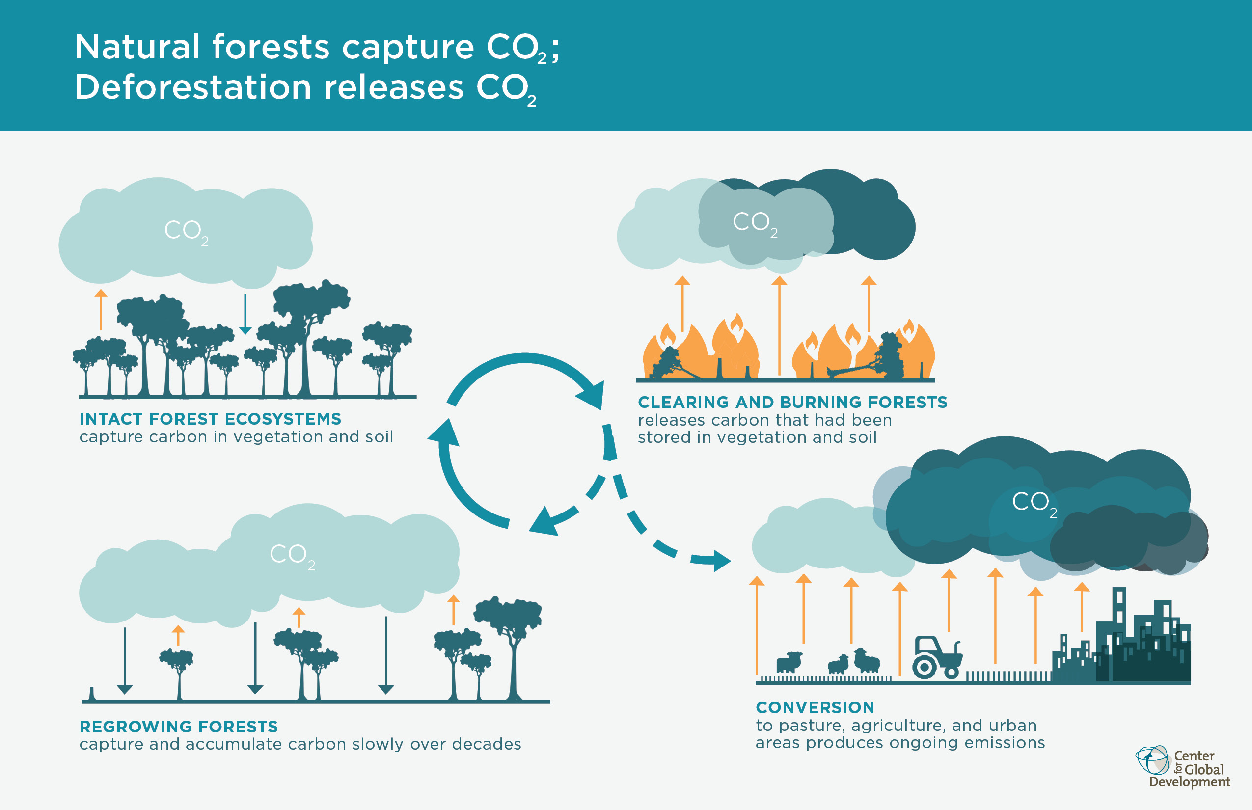 global impacts of deforestation