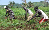 Sudanese Peanut Farmers
