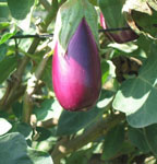 Honduras eggplant