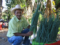  Farmer with onions, Honduras