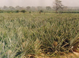 Pineapple Farm