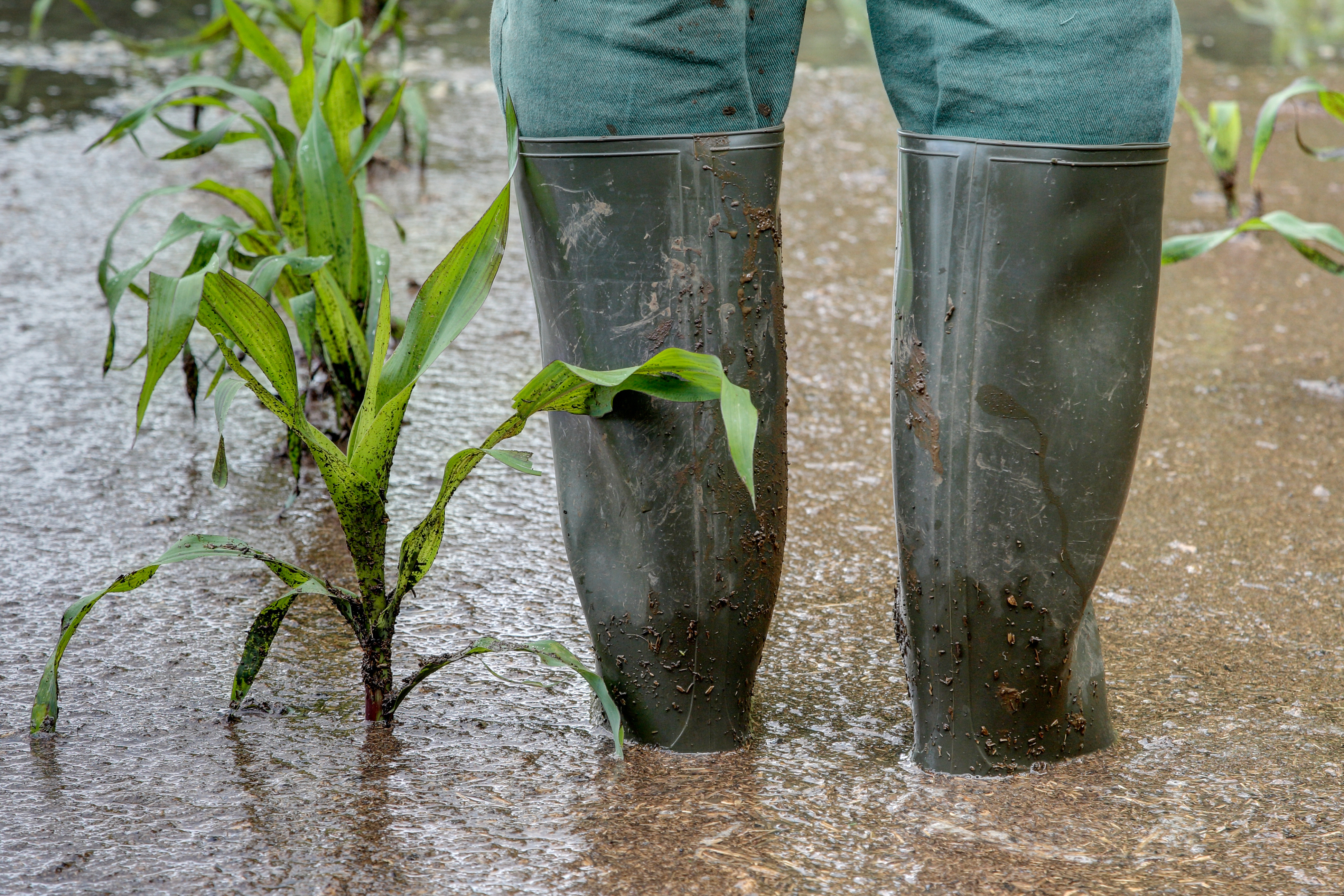 Person in boots standing in a flooded field