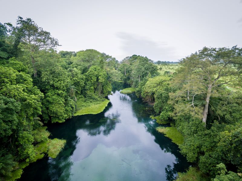 How Much Should the World Pay for the Congo Forest's Carbon Removal? | Center for Global Development - Vimarsana News
