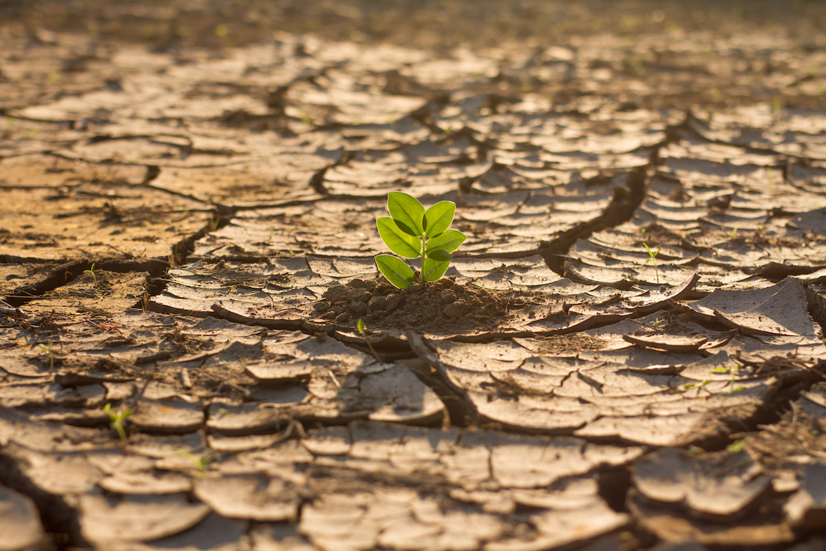 A small green shoot poking out of cracked and dried ground