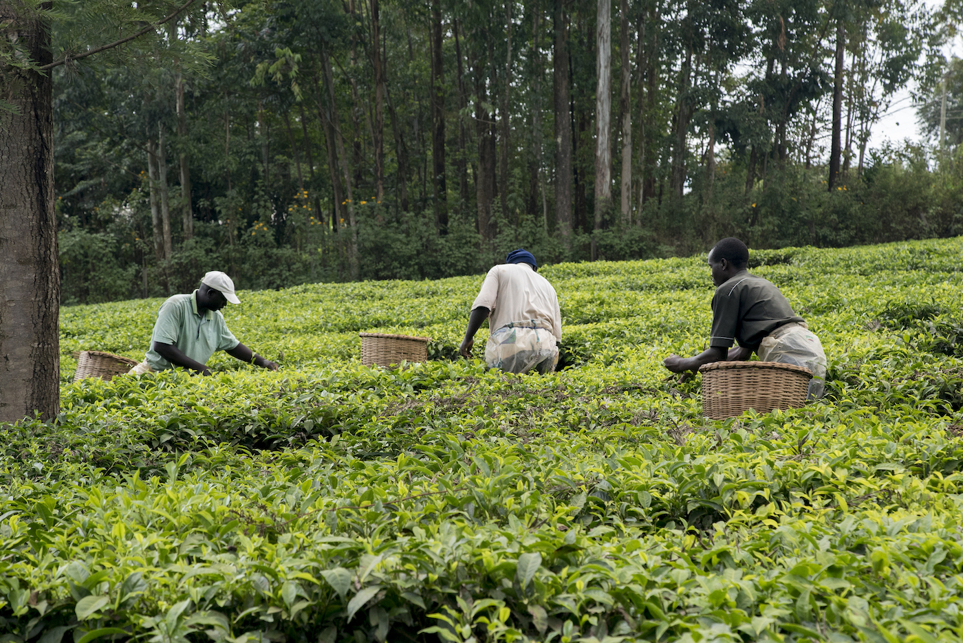 Farmers harvest their crops near Kisumu, Kenya. Photo: Peter Kapuscinski / World Bank