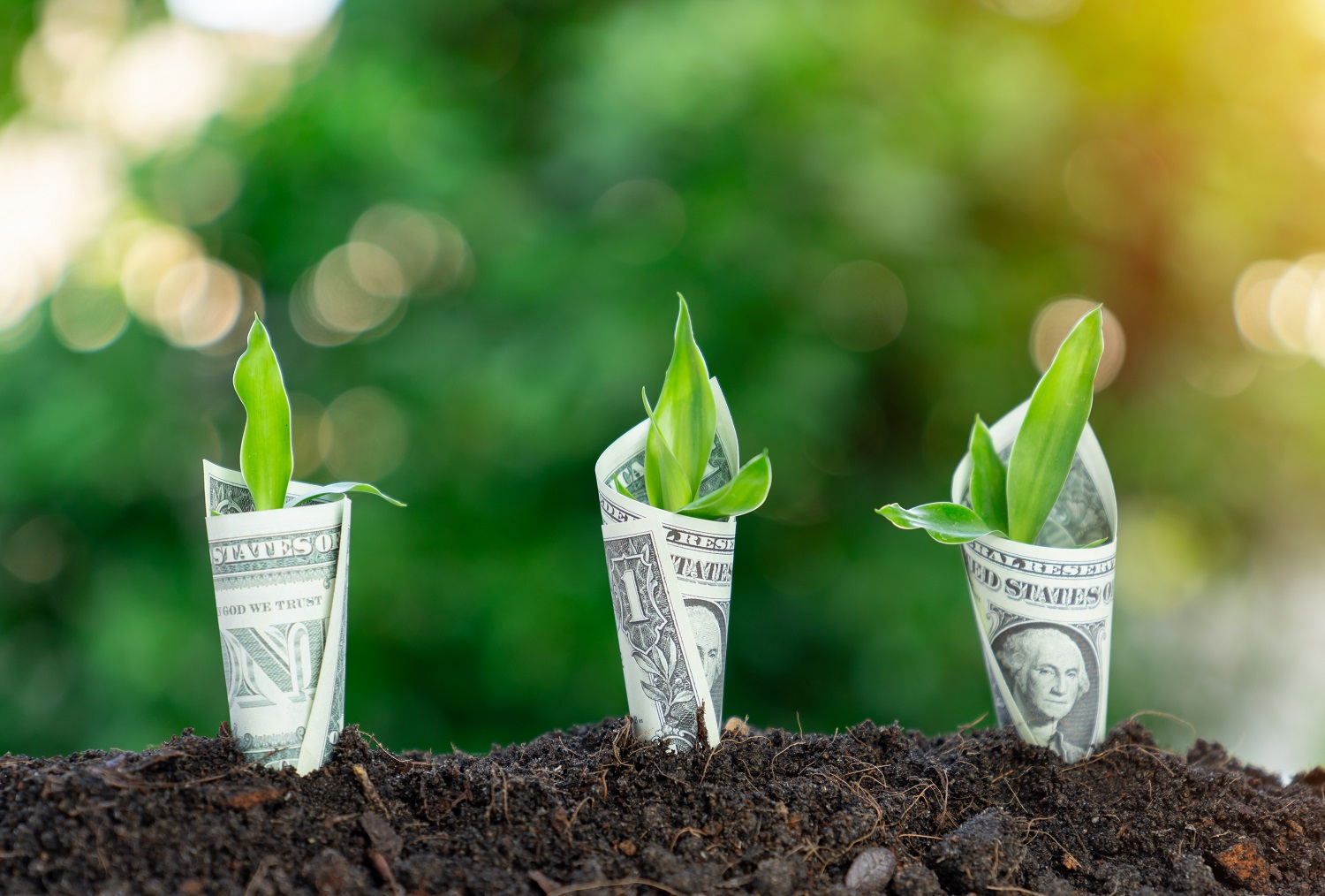 Image of dollar bills in soil, growing plants