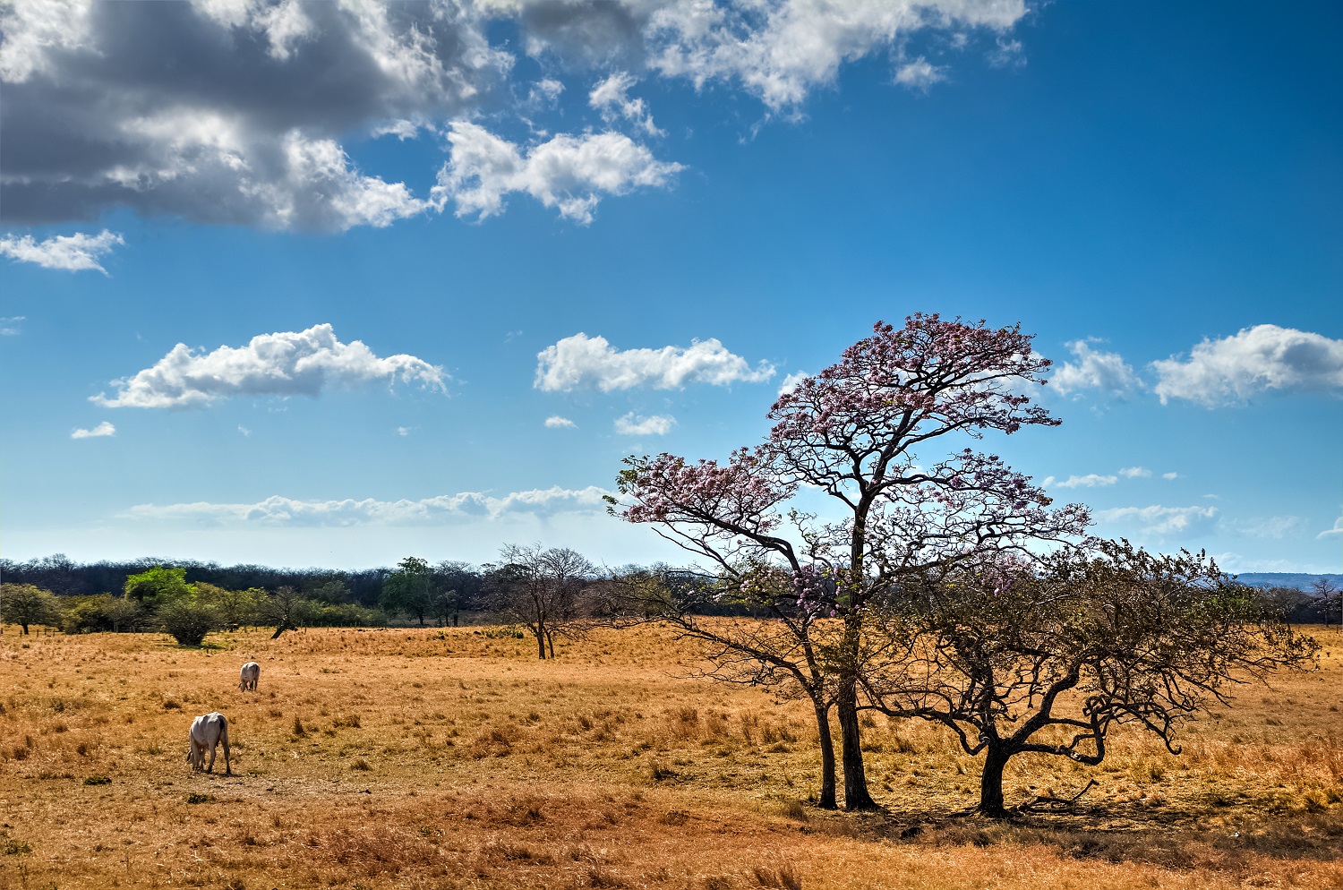 The plains of Guanacaste, Costa Rica