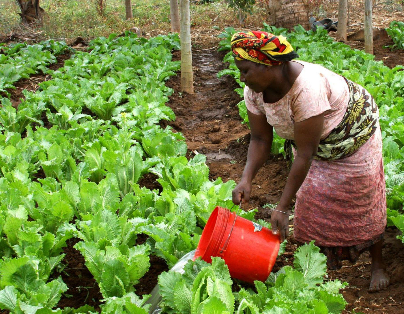 climate smart agriculture