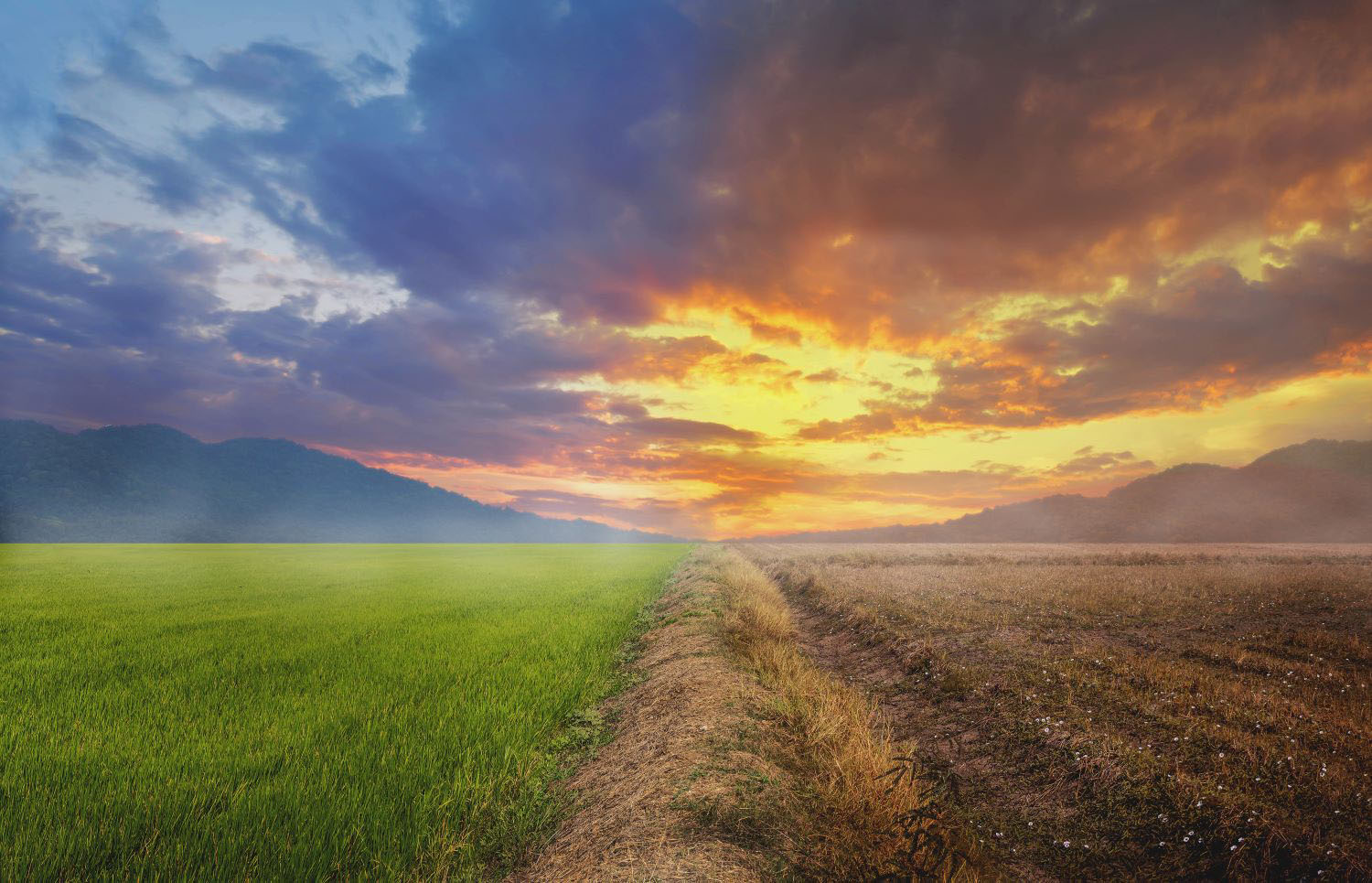A divided land with green meadow and dried wasted land