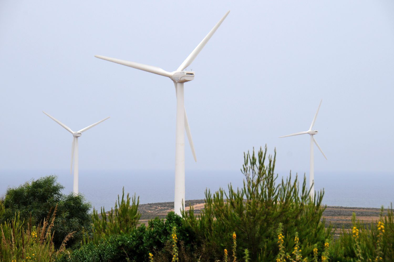 Wind turbine farm. Tunisia.