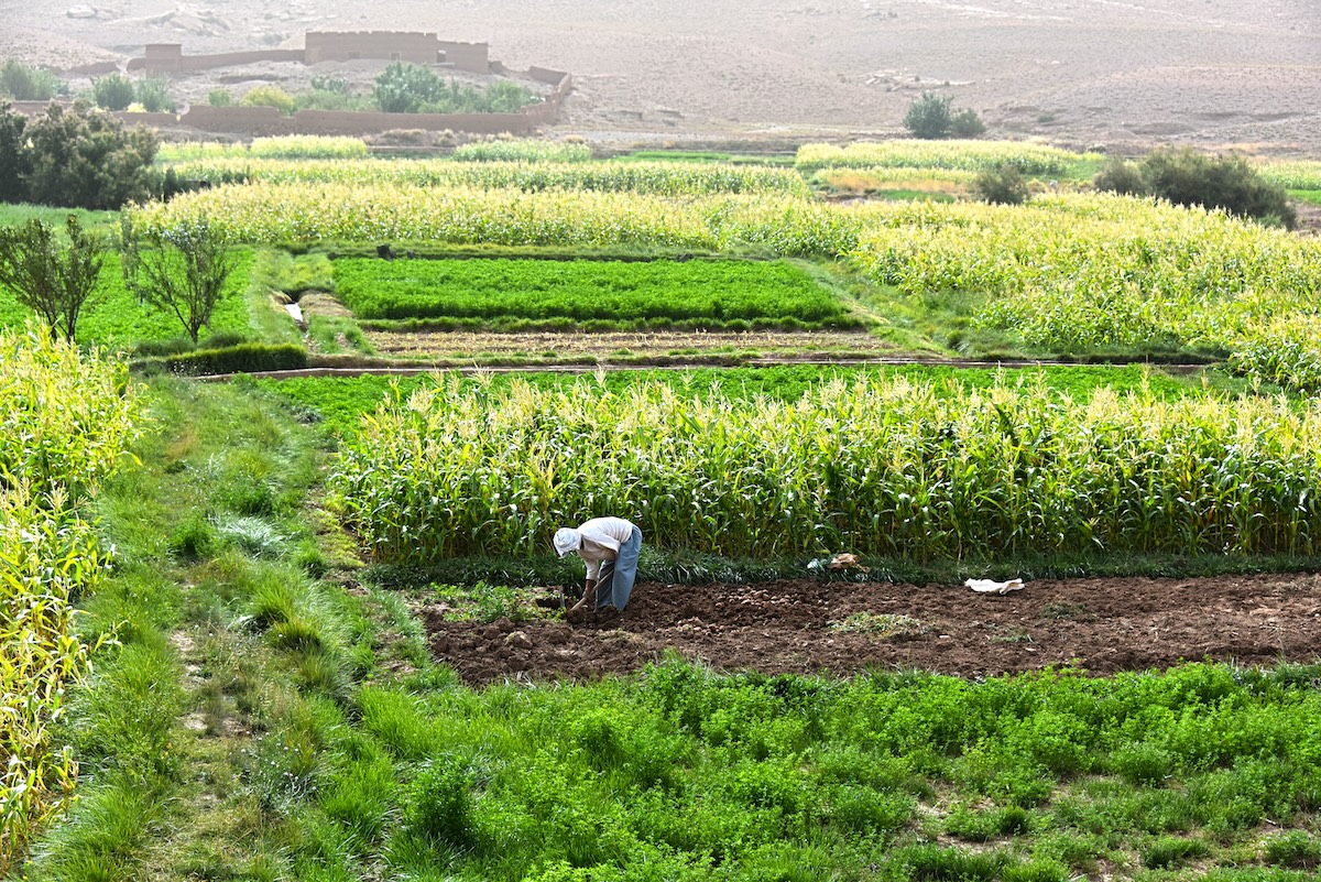 Farmers in Morocco working on a labor-intensive farm