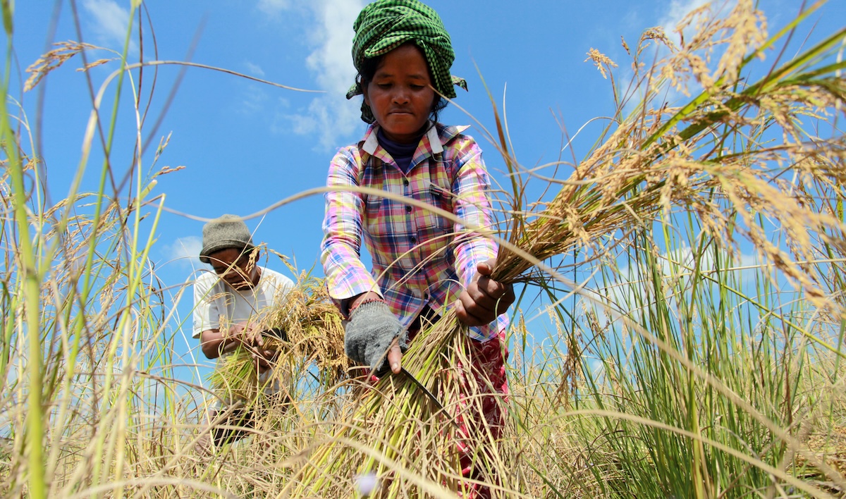 A farmer in Cambodia collects a harvest
