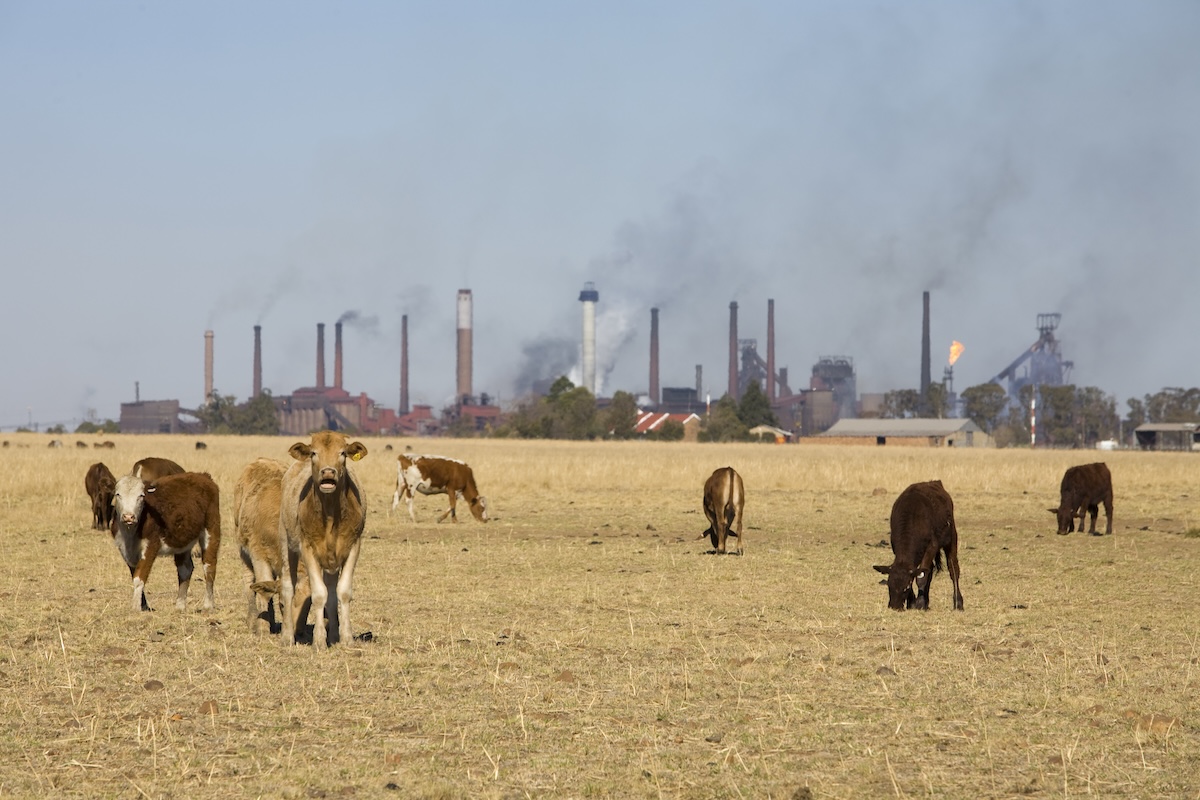 Cows grazing in front of a power plant