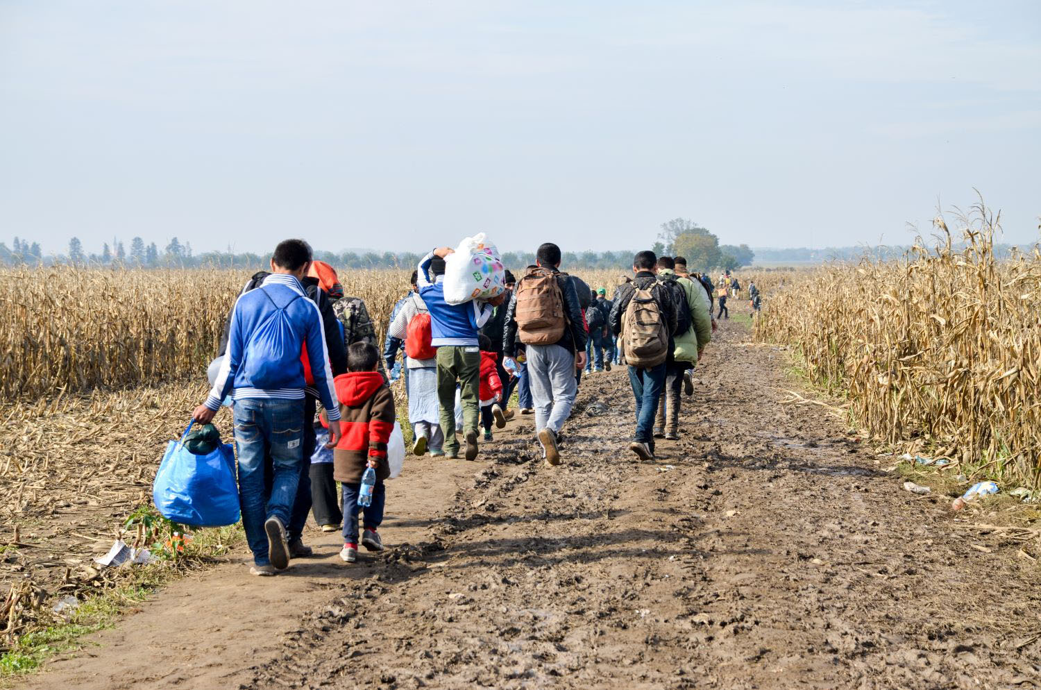 Syrian refugees walking in cornfield.