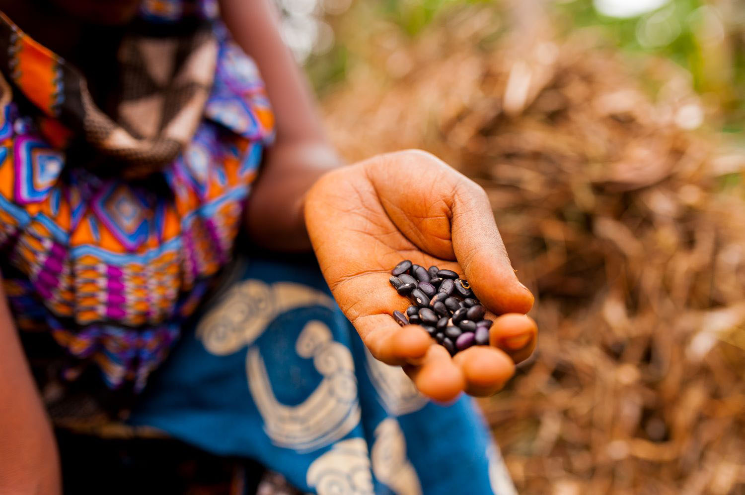 Close up of woman in traditional African clothes holding black beans while working on a farm