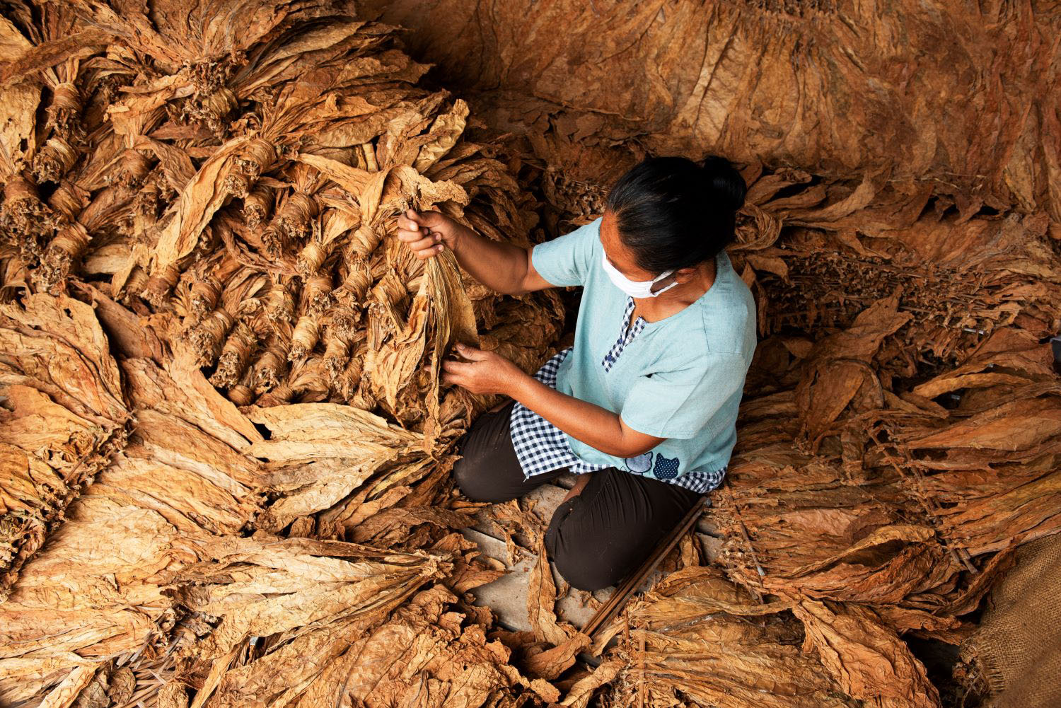 Farmer holding dry tobacco leaves 