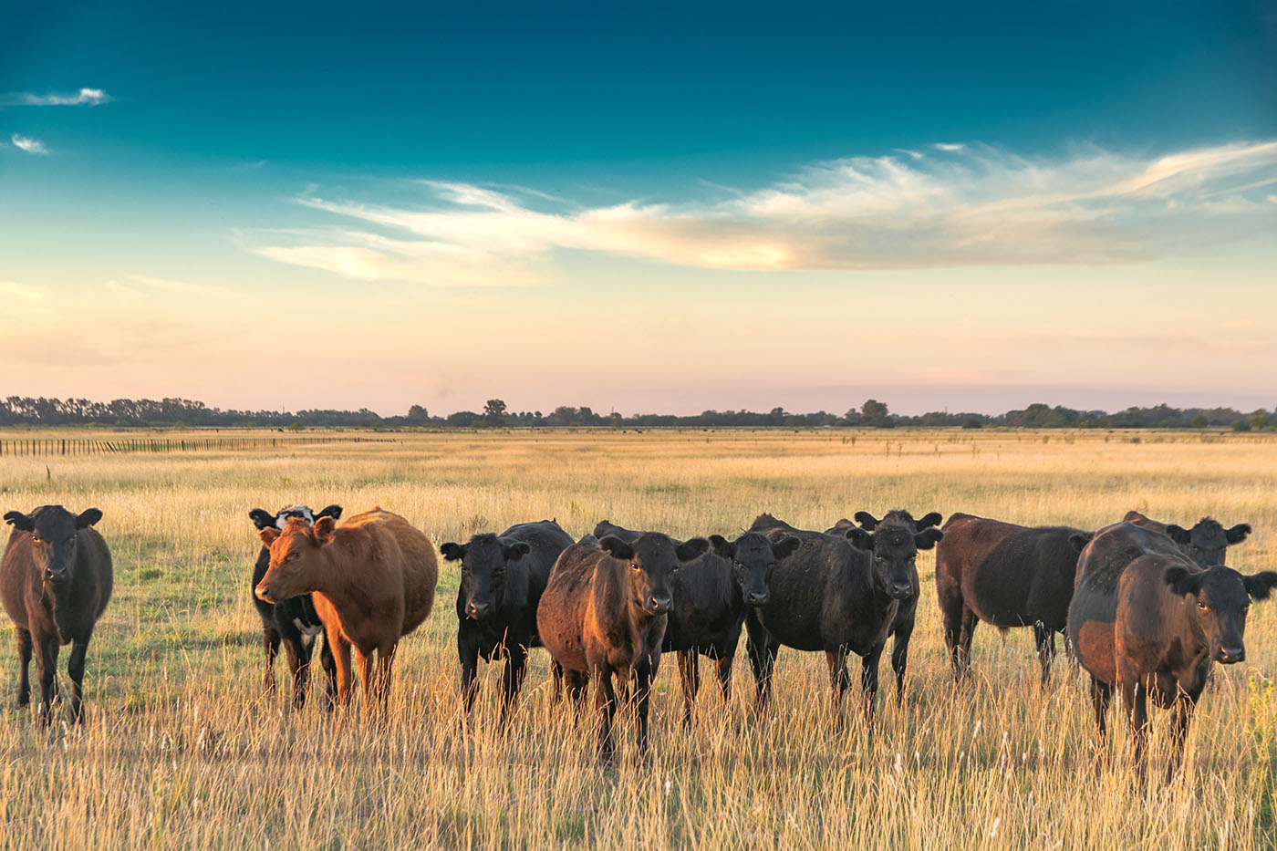 Cattle grazing