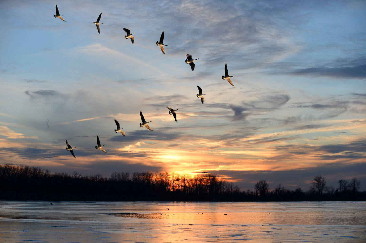 Geese Flying in V Formation