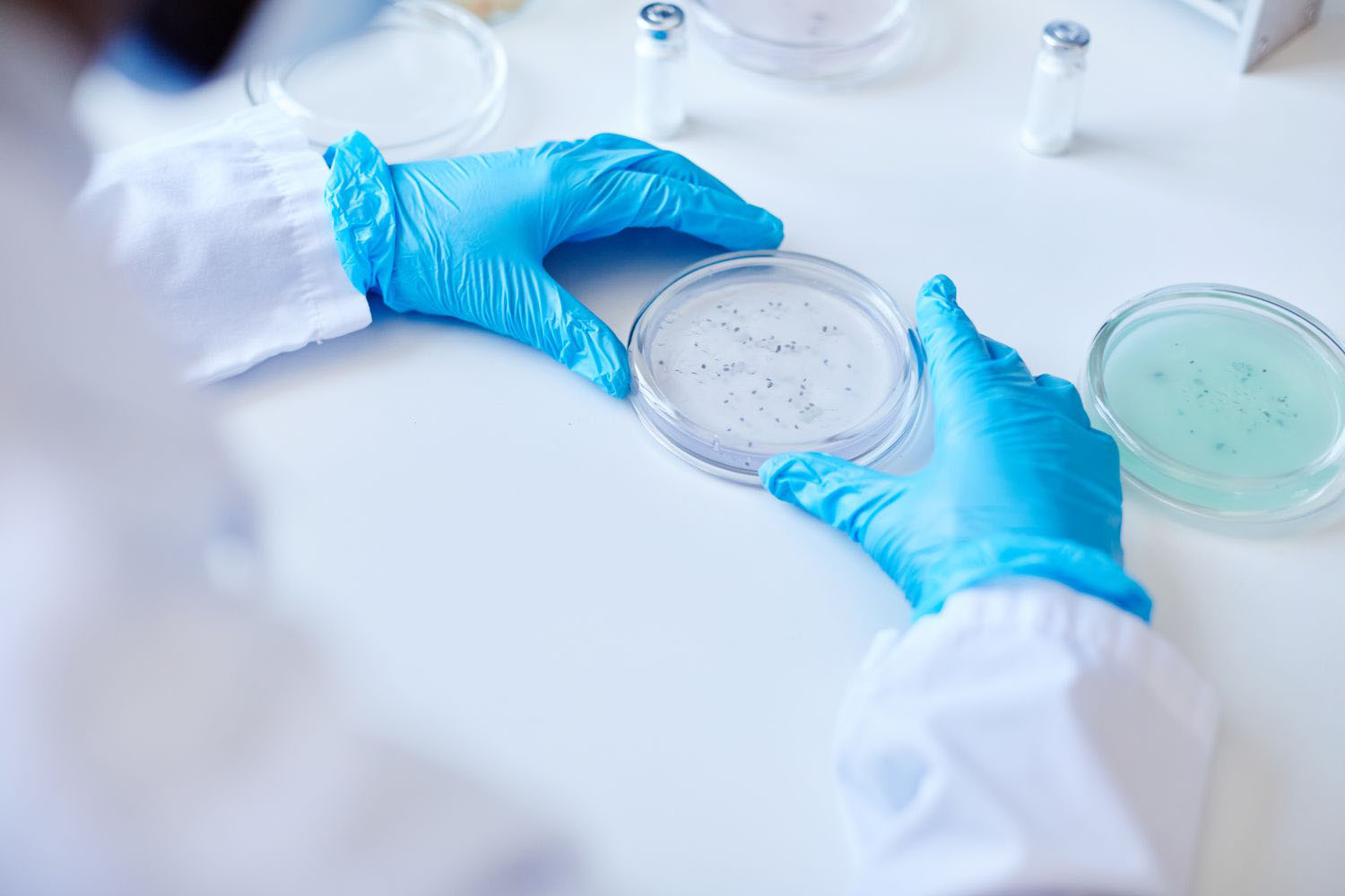 Top view of unrecognizable biochemist hands in blue gloves culturing bacteria in petri dish 