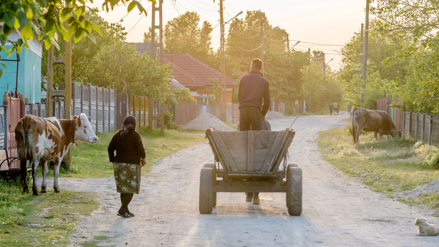 Individuals walking with a traditional wagon and grazing cows