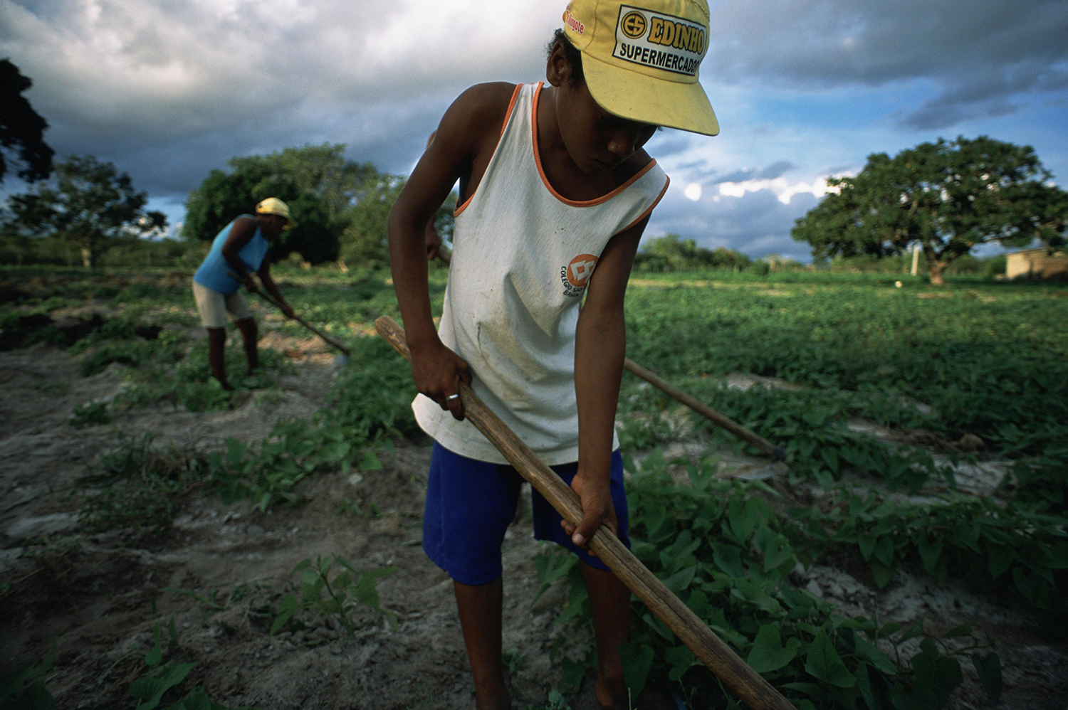 Boy tending field of potatoes with his family in northeastern Brazil. 