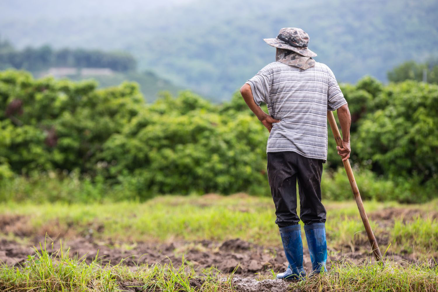 A young farmer who is watching his rice fields.