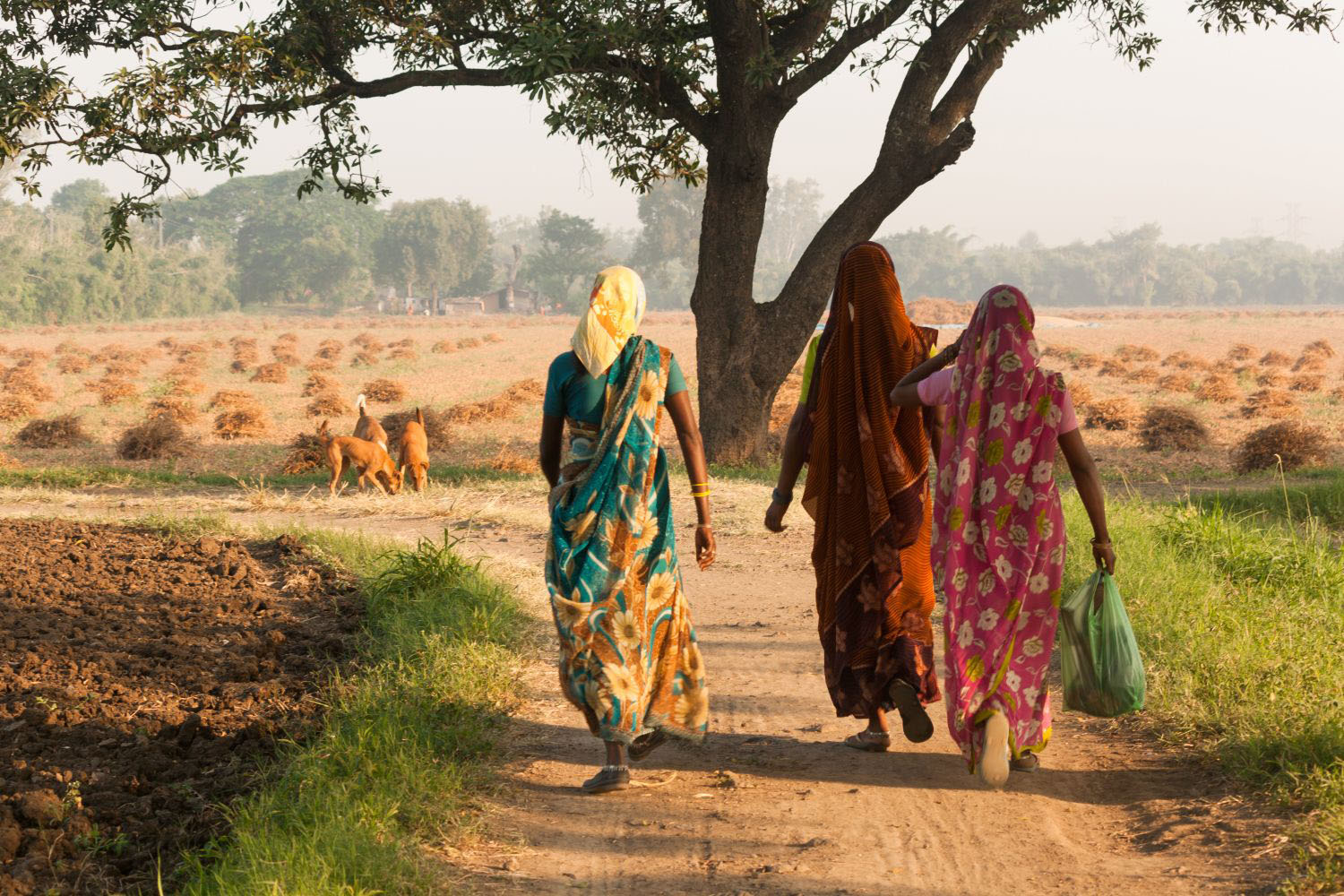 Indian women walking in a field on morning.