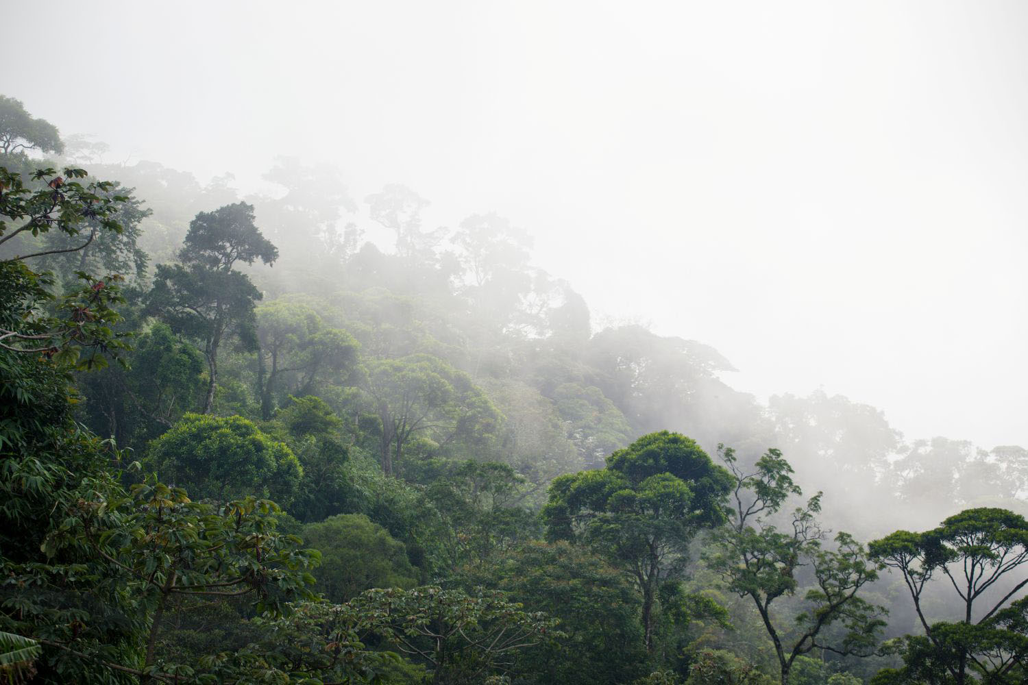 misty jungle forest