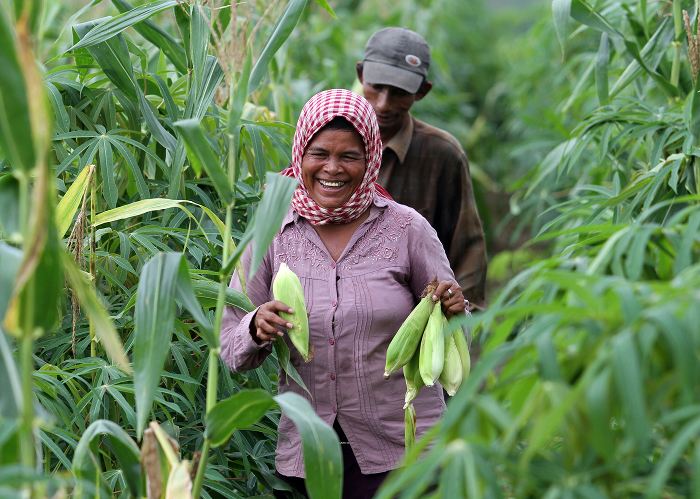 Farmers harvesting corn in Cambodia