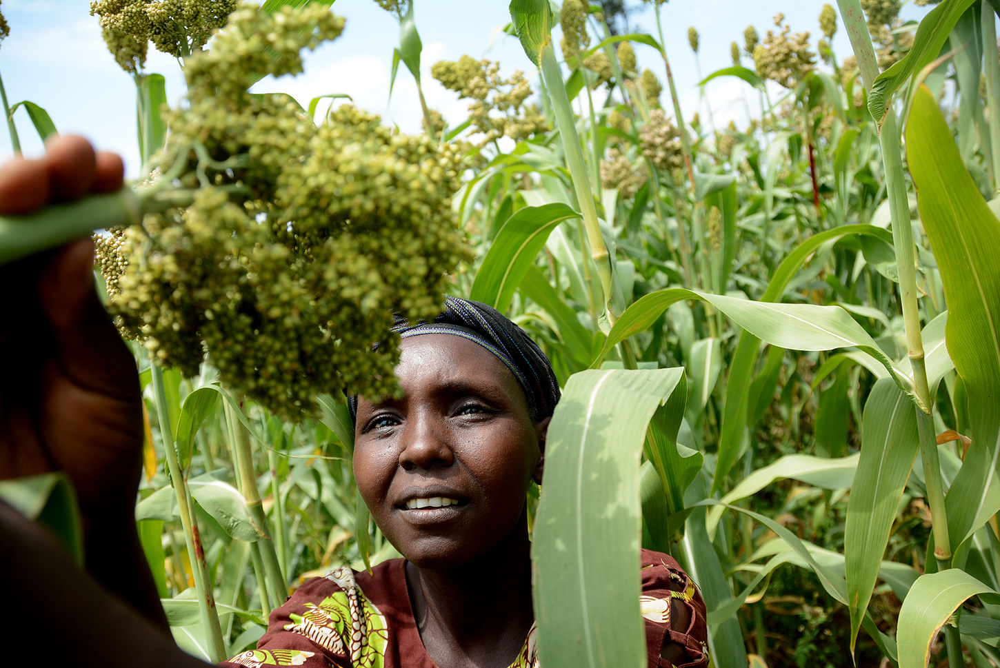Woman farmer inspecting her sorghum crop