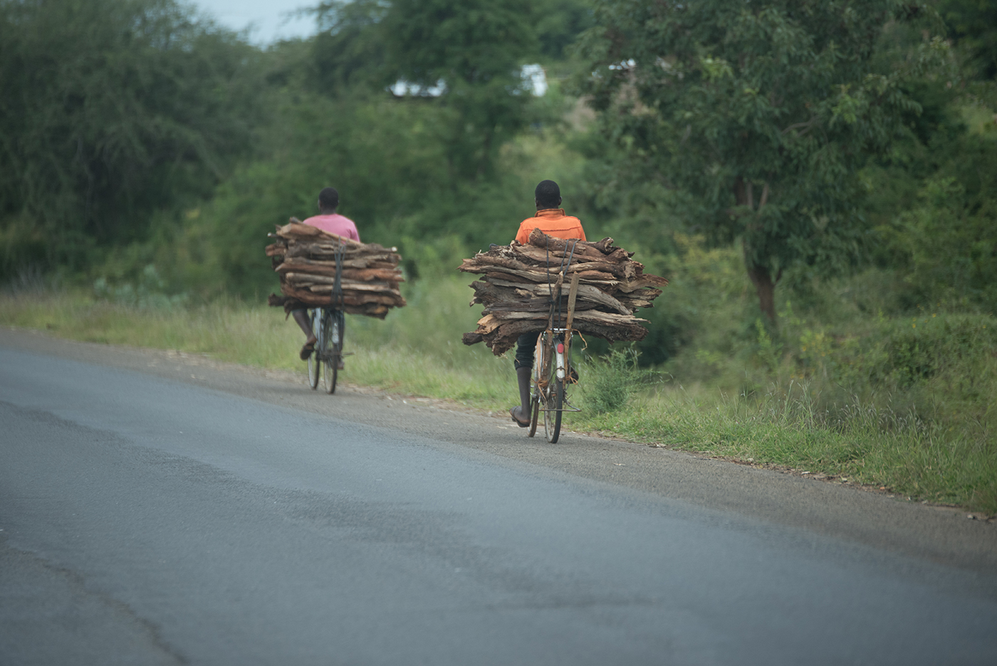  Boys carrying firewood on their bicycles in Tanzania