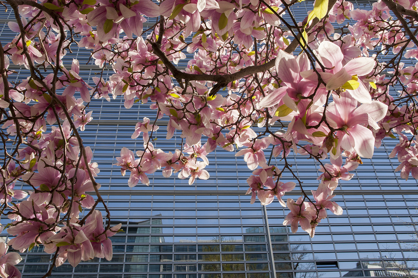 World Bank building in spring