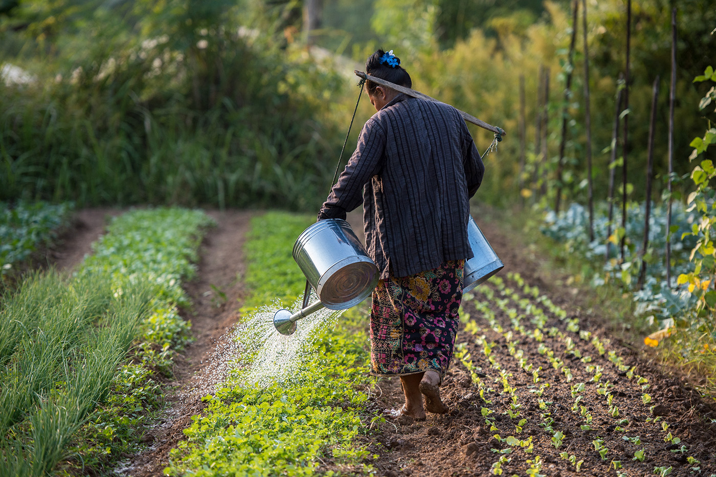 Vegetable farmer watering plants at the organic farm in Boung Phao Village, Lao PDR.   