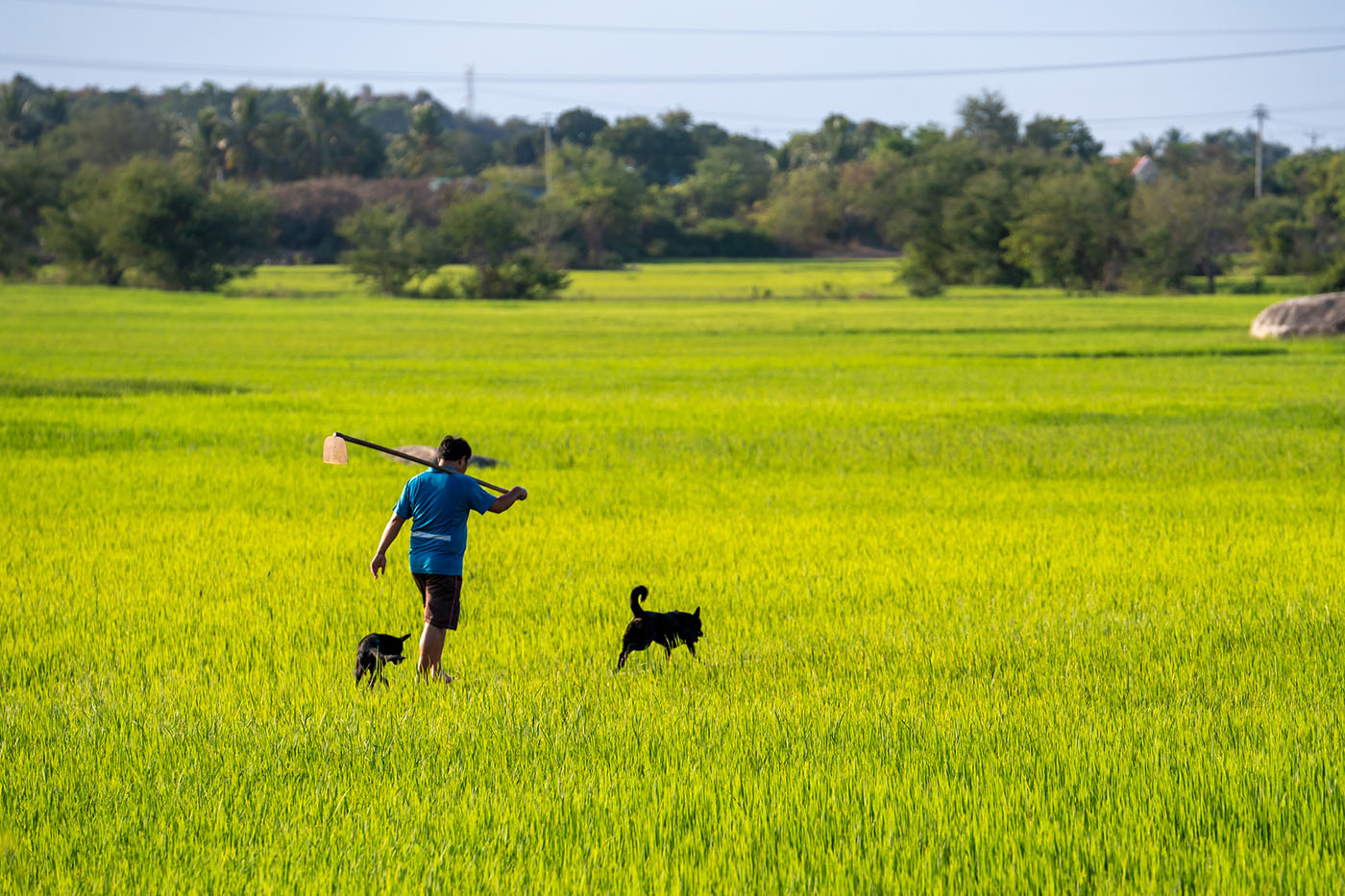 Man walks through field with dogs in Vietnam