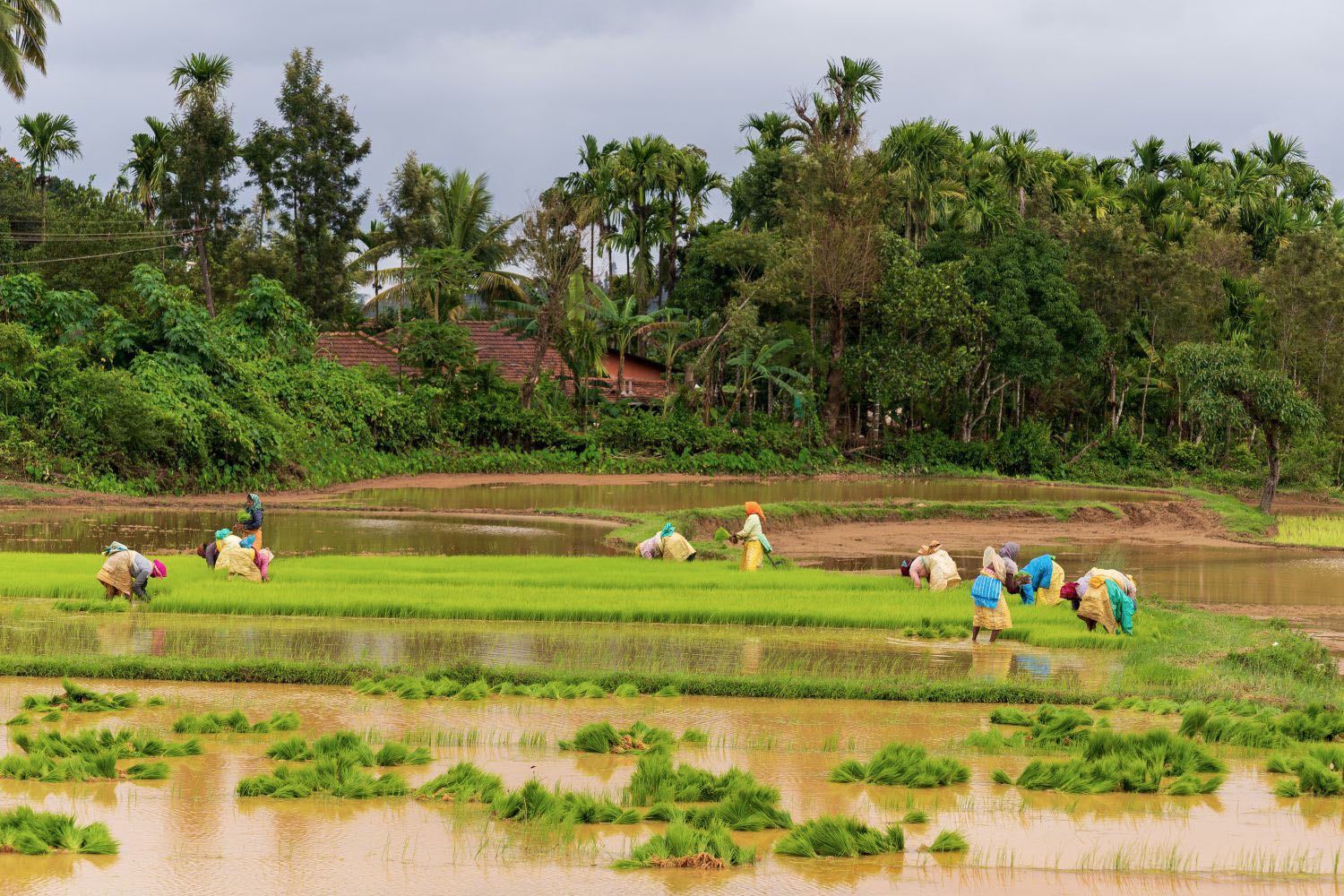 Women working in agricultural land chikkamagaluru, India