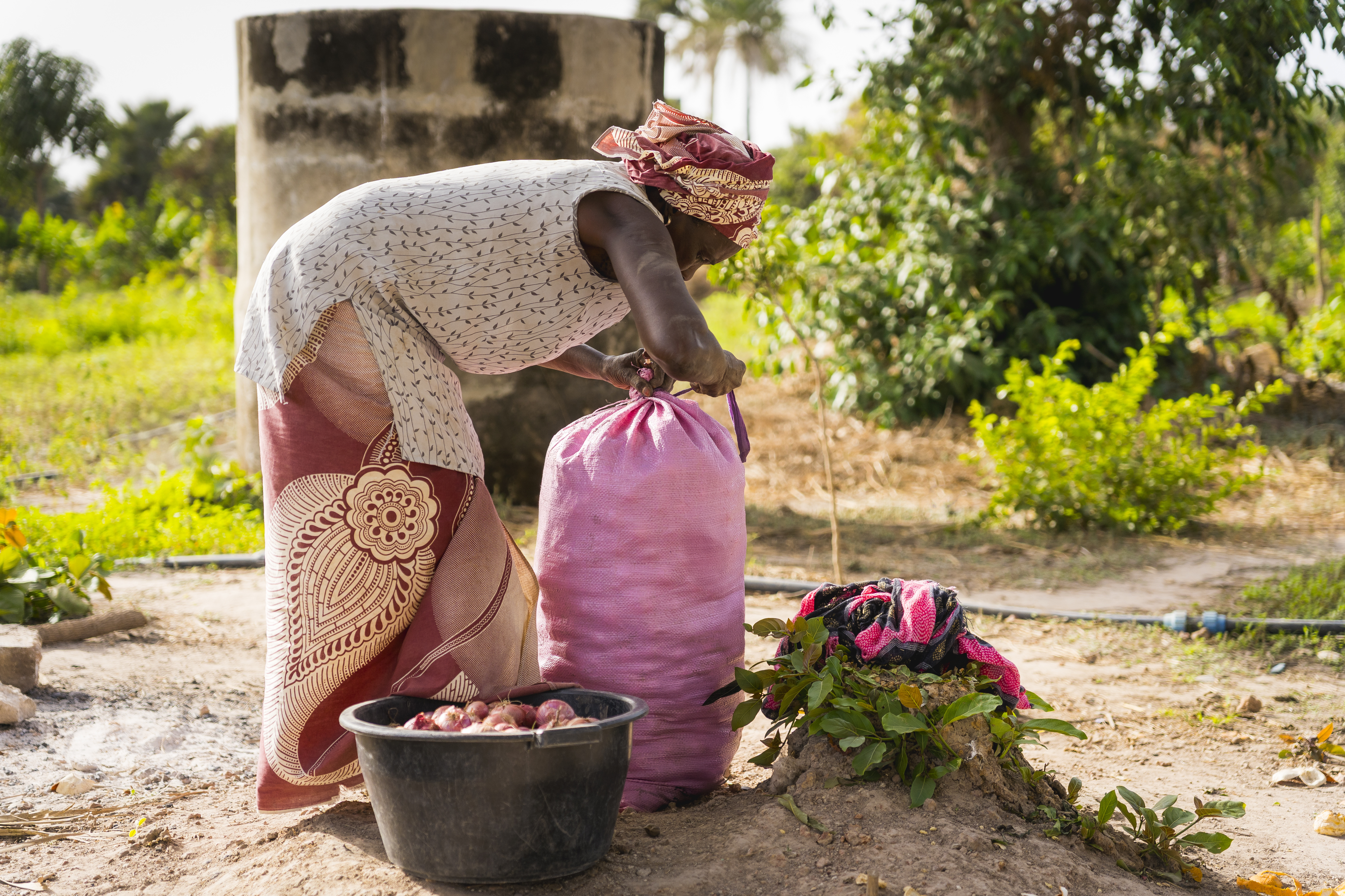 african woman during harvest of fresh organic red onions outdoors in the countryside in farm