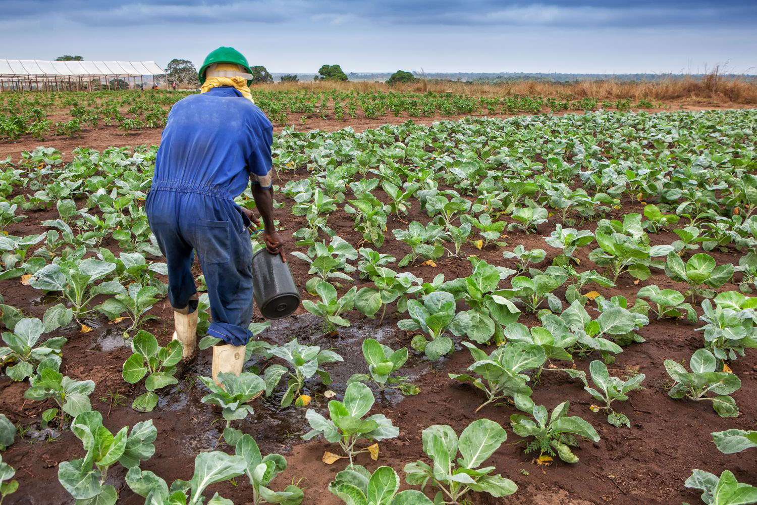 African farmer watering plants.