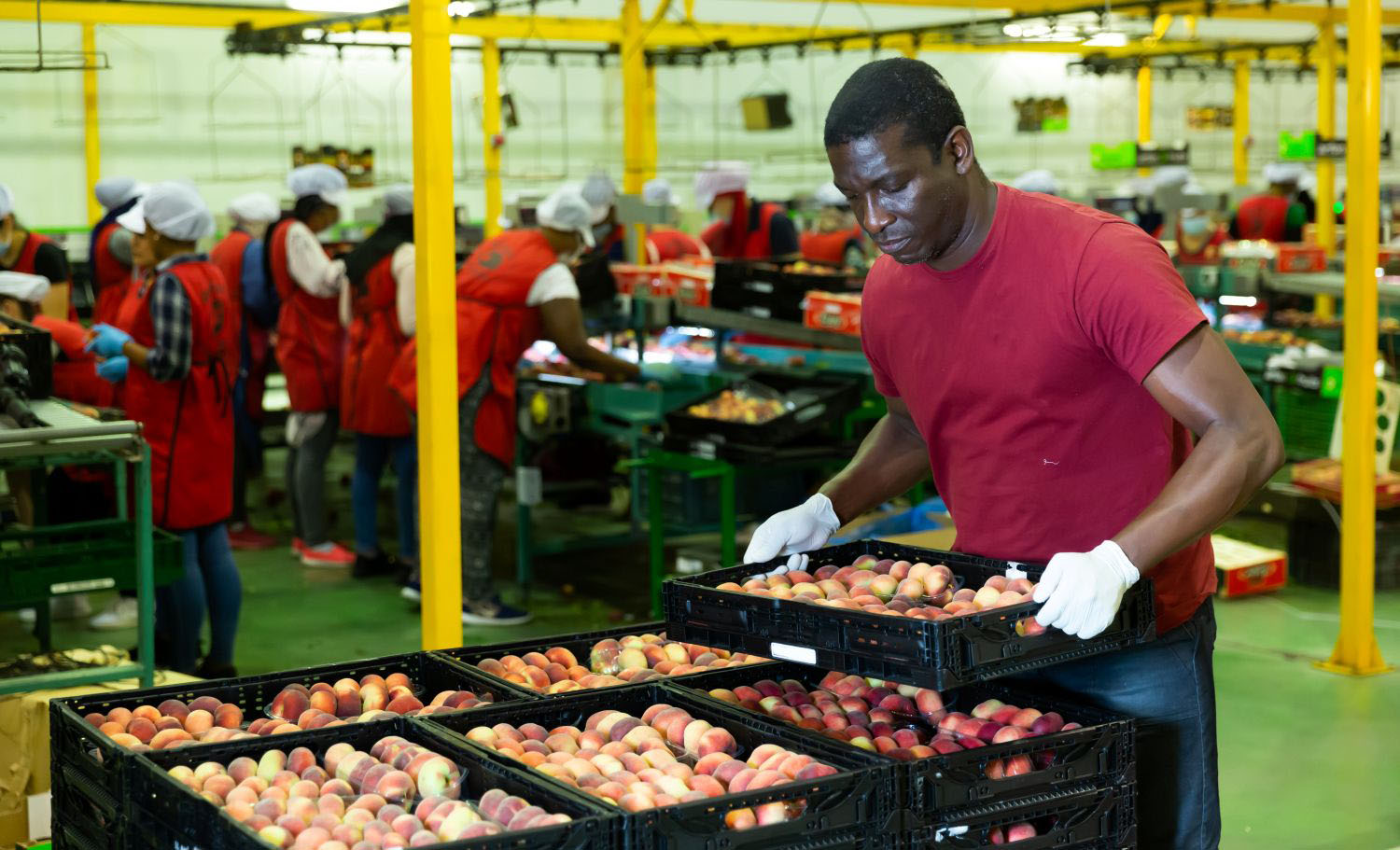 Loader carrying a box of fresh peaches at a sorting and packaging factory.