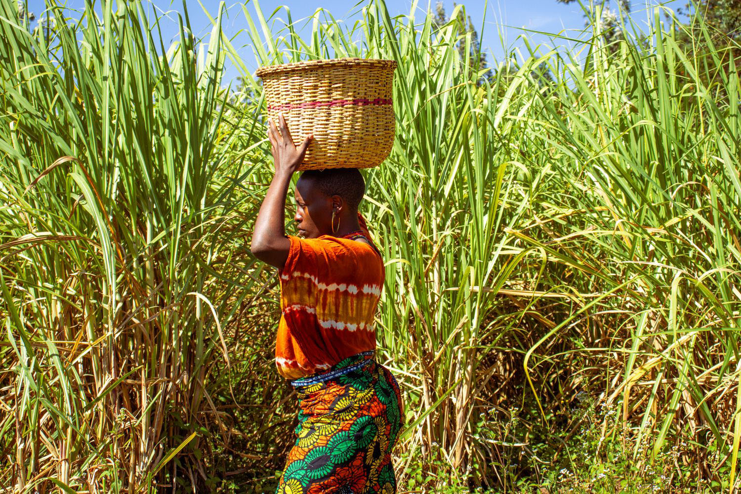 Woman carrying a basket on her head while walking across a sugarcane farm