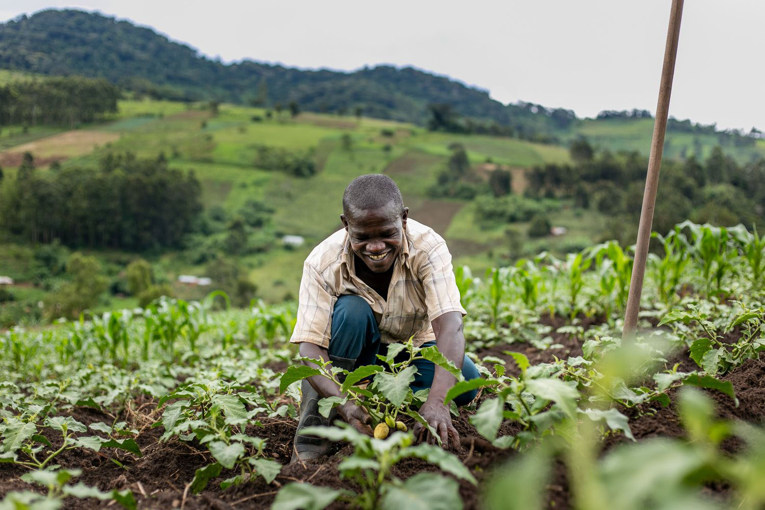 Image of a man tending to crops on a farm