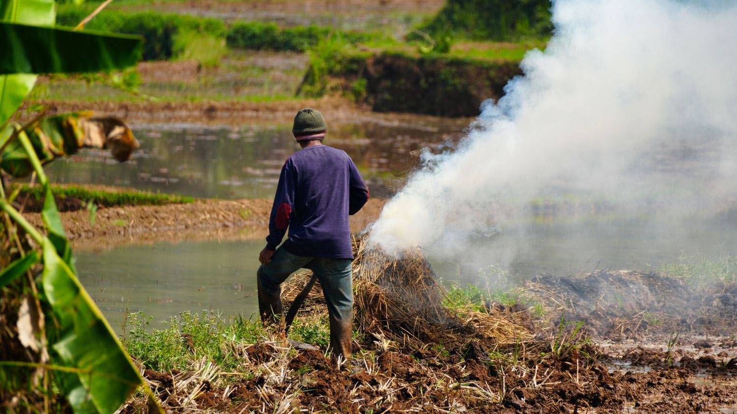 Rural Farmer Burning Rice Straw in Agricultural Paddy Field Producing Thick White Smoke.