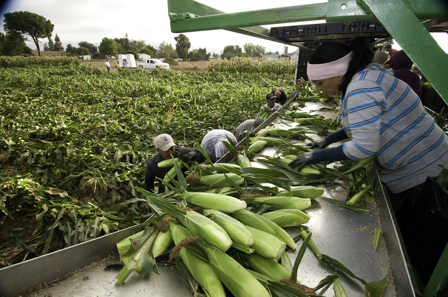 Migrant workers harvest corn on Uesugi Farms in Gilroy, CA