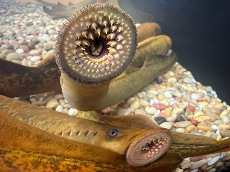 sea-lamprey