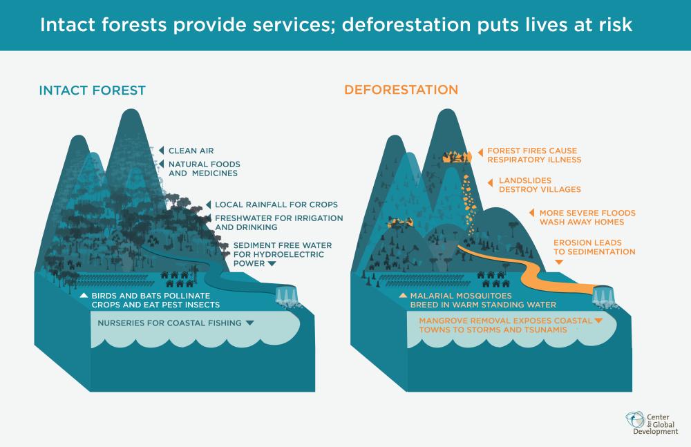 Forest Services Forest Services