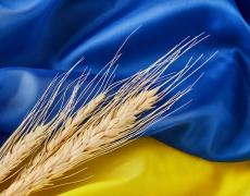 Wheat in front of a Ukrainian flag