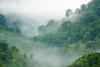 Stock photo of a foggy rainforest