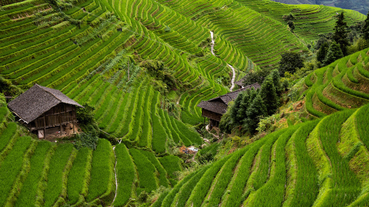 Télécharger gratuitement Images Chinese Livestock Farms Struggle Under Covid 19 Restrictions le plus cool par